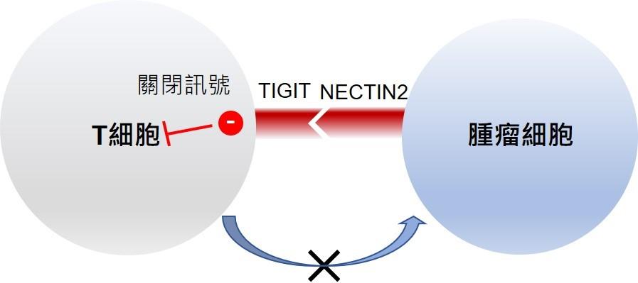 The research team identified an important TIGIT-NECTIN2 immune checkpoint axis in liver cancer, of which the molecular ligand - NECTIN2, on tumour cell surface is bound to one of the T cell receptors – TIGIT, and could induce a ‘off’ signal to suppress T cell activity. This indicates the possibility to restore immune attack on tumour cells by creating inhibitor that could target TIGIT-NECTIN2 immune checkpoint axis, as well as developing a more effective precision treatment for liver cancer.