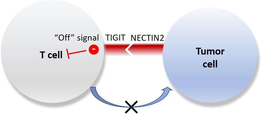 The research team identified an important TIGIT-NECTIN2 immune checkpoint axis in liver cancer, of which the molecular ligand - NECTIN2, on tumour cell surface is bound to one of the T cell receptors – TIGIT, and could induce a ‘off’ signal to suppress T cell activity. This indicates the possibility to restore immune attack on tumour cells by creating inhibitor that could target TIGIT-NECTIN2 immune checkpoint axis, as well as developing a more effective precision treatment for liver cancer.