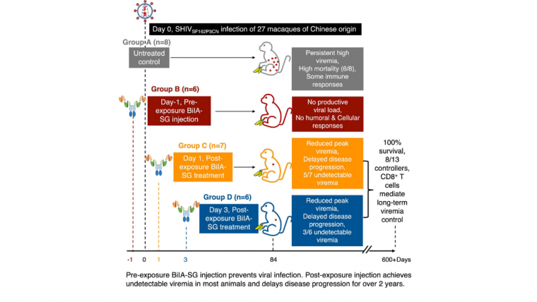 HKUMed identifies BiIA-SG as a promising universal drug for HIV-1 prevention and functional cure
