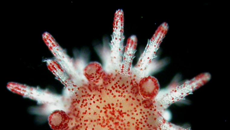 母體抗熱性遺傳對海膽後代於海洋熱浪中的生存極為重要。圖中顯示於顯微鏡下的Heliocidaris幼體。